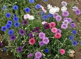 400 SEEDS OF CORNFLOWER BACHELOR BUTTON POLKA DOT MIX DWARF SPRING BLOOM... - $8.99