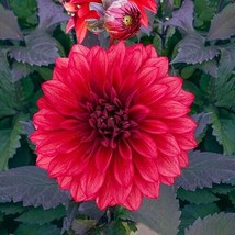 25 Cool Flame Dahlia Seeds Flower Perennial Flowers Seeds Flowering Bloo... - $8.08