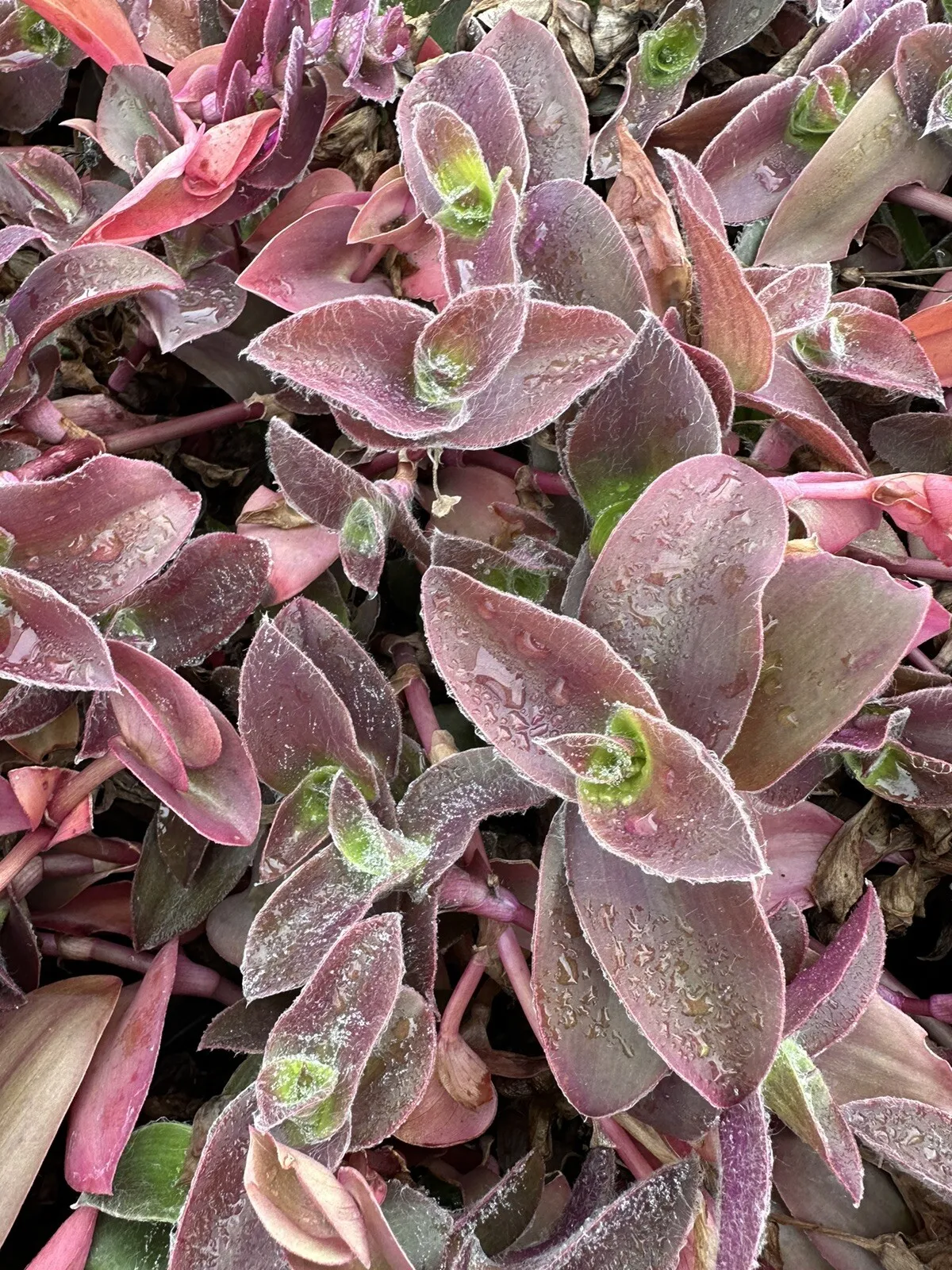 5 Cuttings Unrooted Tradescantia Wandering Jew Pale Puma Fuzzy - $23.98