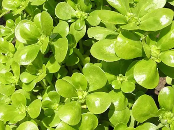 Fresh Purslane Golden Seeds 250+ Portulaca Sativa Herb Green Edible Usa - £5.54 GBP