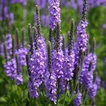 Hoary Vervain Seeds, Hoary Verbena, Violet Blue Flower, FREE SHIPPING - $33.06 MXN+