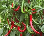Pepper Seeds 30 Seeds Cayenne Long Red Slim Hot Vegetable Non-Gmo - $8.99