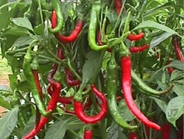 Pepper Seeds 30 Seeds Cayenne Long Red Slim Hot Vegetable Non-Gmo - £7.11 GBP