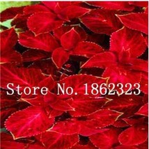 200Pcs Fire Red Coleus Seeds Herb Plants Fresh Seeds Fast Shipping - £13.27 GBP