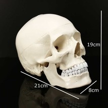 Human Anatomical Anatomy Resin Head Skeleton Teaching Model - £47.89 GBP
