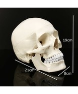 Human Anatomical Anatomy Resin Head Skeleton Teaching Model - $1,140.22 MXN