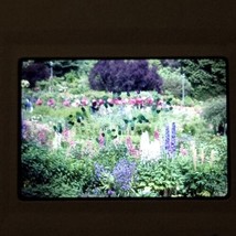 1978 Wildflowers In Forest Garden VTG Kodachrome 35mm Found Slide Photo - £7.95 GBP