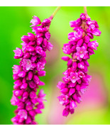 10 KISS ME OVER THE GARDEN GATE POLYGONUM ORIENTALE PERSICARIA PINK  - £13.36 GBP