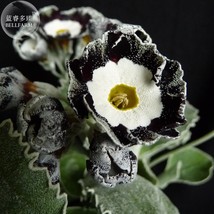 New Fresh Primula Auricula Stubbs Tartan Flower Seeds - $4.65