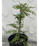 Curry Leaf Tree (Murraya Koenigii) -Medium size Plant - $95.00