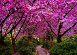 10 Pc Seeds Judas Tree Plant, Cercis siliquastrum Seeds for Planting |RK - £15.10 GBP