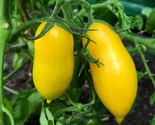 Banana Legs Tomato Seeds NON-GMO Determinate Pasting or Slicing  - $3.04