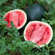 25+ Sugar Baby Watermelon Seeds Super Sweet Heirloom Non Gmo Fresh Fresh - £10.44 GBP