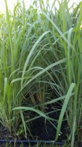 KBT Lemongrass Seeds Lemongrass Cymbopogon Flexuosus Mosquito Repellent ... - $203.85 MXN