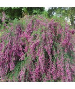 10 Lespedeza Thunbergii Unique Hardy Shrub Seeds For Planting   - $19.50