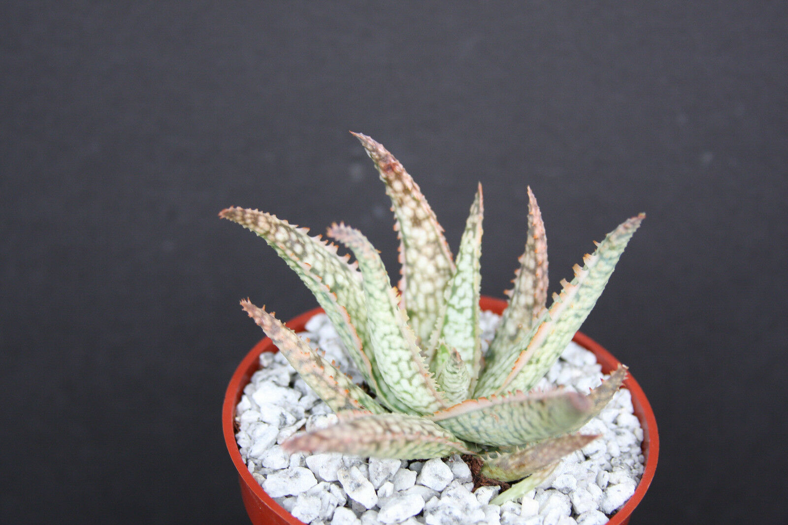 ALOE cv WHITE LIGHTNING, exotic hybrid rare white color succulent plant 4" pot - $14.99