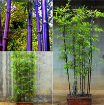 40Pcs Bonsai Purple Bamboo Bonsai Plants Phyllostachys Nigra Bambu Potted Plants - $10.89