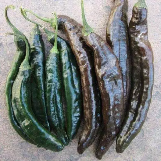 25 PASILLA BAJIO PEPPER VEGETABLE SEEDS FOR GARDEN - $133.04 MXN