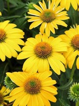 50 Lemon Yello Coneflower Seeds Echinacea Flowers Flower Seed 1214 Fresh USA Fas - $12.50