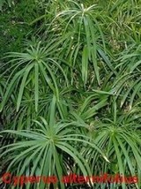 50 Umbrella Plant Cyperus Alternifolius Papyrus Grass Umbrella Palm Flower Seeds - £15.34 GBP