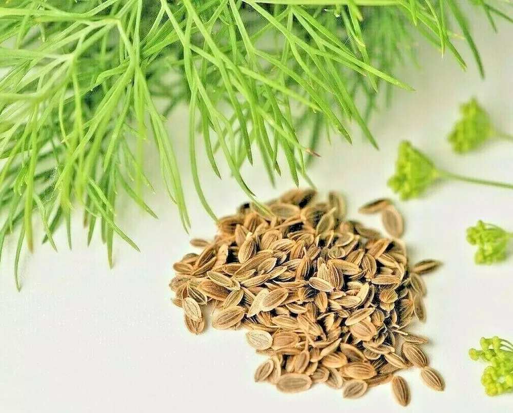 350 Dill Seeds Spring Planting Fresh Non-Gmo Heirloom Herb Spice Vegetable - £3.65 GBP