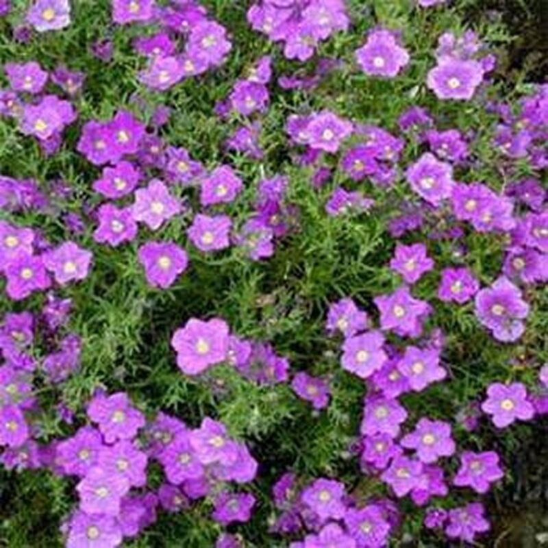 Primary image for GIB Nierembergia Purple Robe 100 Seeds