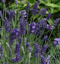 OKB 25 Lavender &#39;Ellagance Purple&#39; Seeds 1St Year Flowering! Lavandula A... - $16.55