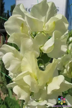 50+ Cathy Sweet Pea Seeds - £6.82 GBP