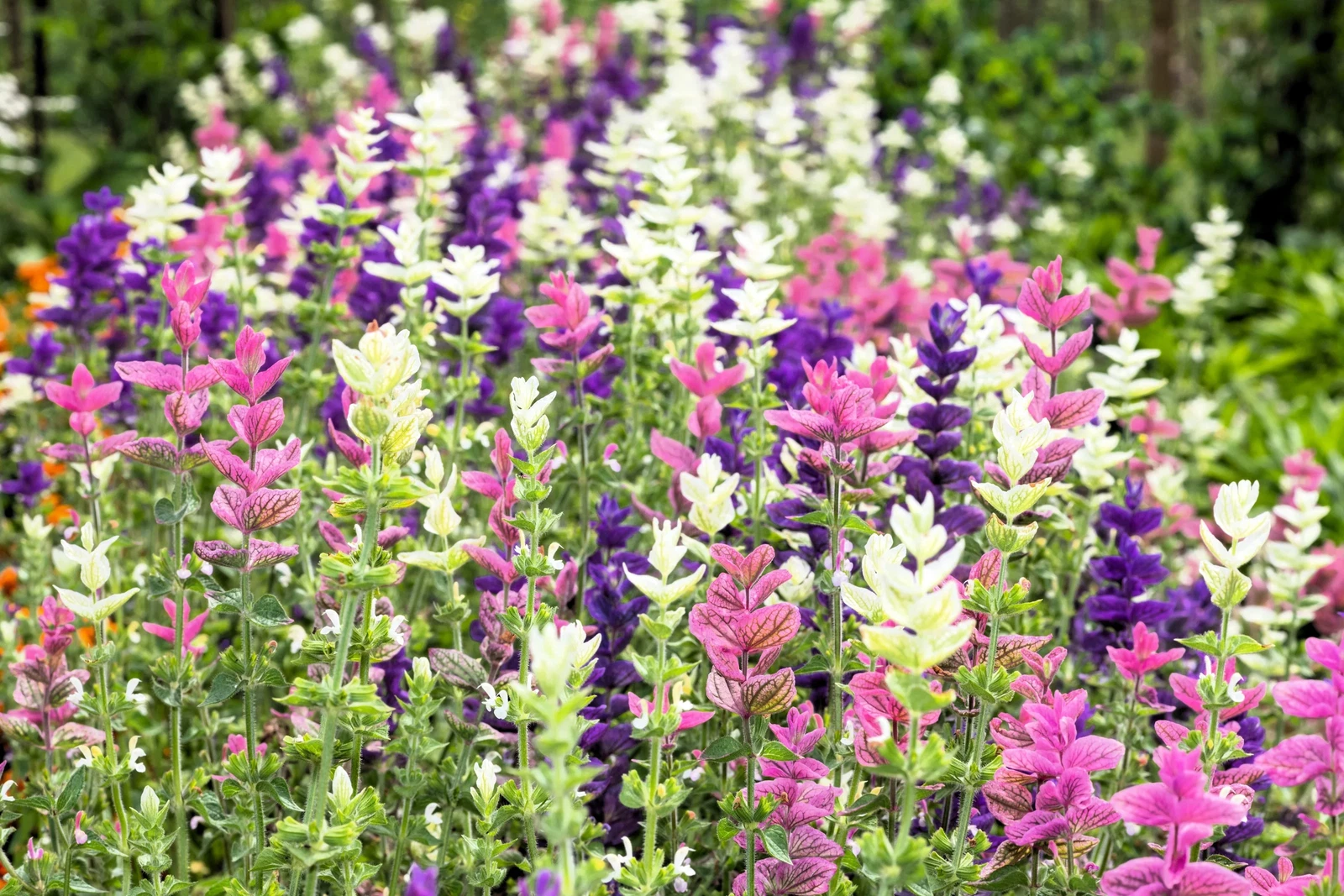 75 TRICOLOR CLARY SAGE Mix Blue Pink Salvia Viridis Horminum Herb Flower... - $10.11