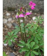 1 Oxalis Lasiandra Shamrock Bulbs, Outdoor &amp; Indoor Houseplant - $32.95