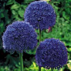 100 seeds Giant Onion Seeds Allium Giganteum Flower Seed Flower plant