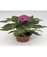 FMG 25 Pelleted Seeds Pentas Kaleidoscope Lilac Pentas Seeds Star Flower... - €15,13 EUR