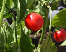 Chilli Trinidad Red Hot Cherry - £2.19 GBP