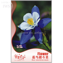 Blue Columbines Aquilegia Balcony Bonsai Plant Flowers Original Pack 55 ... - $8.98