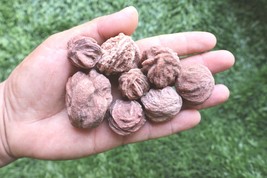 Lot of 8 Natural Desert Rose Crystals – Raw Selenite Sand Rose Stones - $18.81