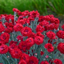 2.5&quot; pot sun dianthus MARASCHINO red spiky Pinks fragrant - 1 Live Potted Plant - £39.07 GBP