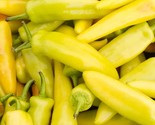 Yellow Hot Jalapeno Pepper Seeds Caloro Pepper Fresh Fast Shipping - $3.78