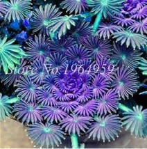 Oxalis Seeds Purple Blue Colors Garden USA Seller - $20.00