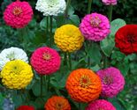 Lilliput Zinnia Seeds Mix, Zinnia Elegans, NON-GMO, Colorful, FREE SHIPPING - $1.57+
