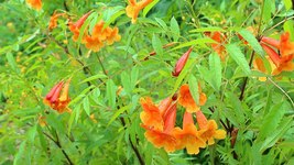 Tecoma X Orange Jubilee &#39;Tecoma Alata&#39; - 50 Seeds, Flaming Bells, Orange... - $12.99