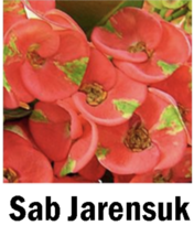 Starter Plant Sab Jaren Suk Crown Of Thorns-Euphorbia Milii Christ Plant - £28.76 GBP