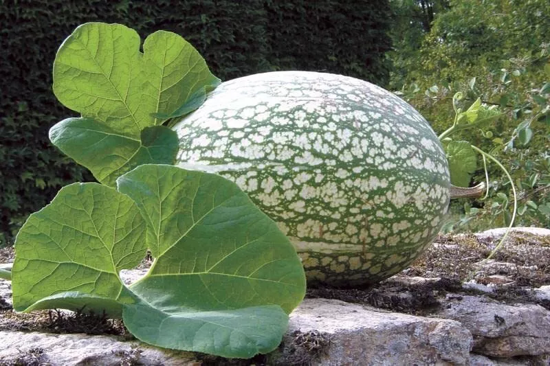 10 Shark Fin Melon Seeds for Planting Fig Leaf Gourd. Very Vibrant Colors. - £10.96 GBP