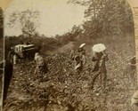 Farming Harvest Scene Roberts and Co Stereoview Photo Agriculture - $18.16