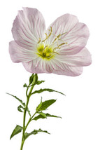 Pink Showy Evening Primrose Seeds 1500+ | A Perennial Medicinal Herb Flower - £7.19 GBP
