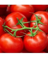 Moneymaker Tomato Seeds 100 Ct Vegetable Garden Fresh Seeds - $7.99
