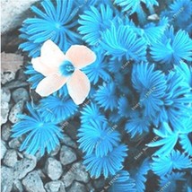 100 Pcs Acid Blue Oxalis Seeds Wood Sorrel Flowers Fresh Seeds - £6.90 GBP