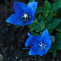 PWO Platycodon  Blue Balloon Flowers Perennial Flower Garden 50 + Pure Seeds - £5.62 GBP