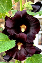 Giant Black Hollyhock 50 Seeds, Hardy Perennial, Ez To Grow,   From US - $8.79