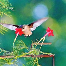 40 Cypress Hummingbird Vine Seeds Climber 6-12 Tall Summer Fall Flower C... - $2.75