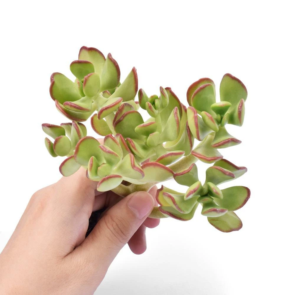 5 Fresh Sedum Dendroideum Succulent Cuttings Perfect for Fairy Garden - $19.84